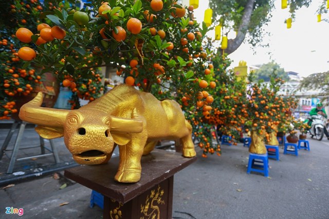 Kh&ocirc;ng thiếu c&aacute;c chậu tr&acirc;u v&agrave;ng &ldquo;c&otilde;ng&rdquo; quất cảnh tại đ&acirc;y.