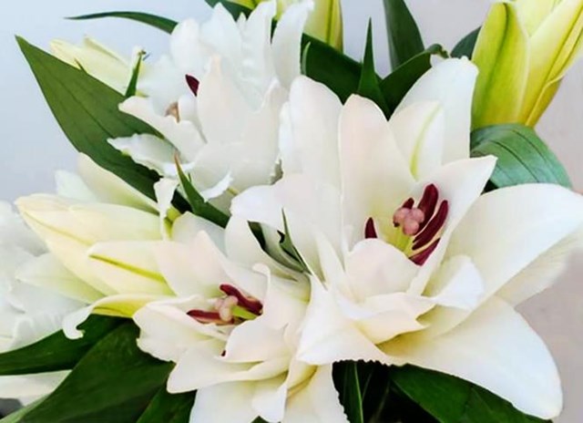 Roselily m&agrave;u trắng thanh tao.