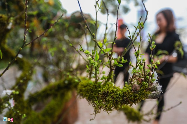 Anh Ho&agrave;ng - chủ vườn - cho biết đ&atilde; giảm gi&aacute; hoa 20-30% so với năm trước nhưng vẫn rất hiếm kh&aacute;ch t&igrave;m mua chơi Tết do ảnh hưởng dịch bệnh. Gi&aacute; th&agrave;nh mỗi chậu nhất chi mai cũng l&ecirc;n tới cả chục triệu đồng.