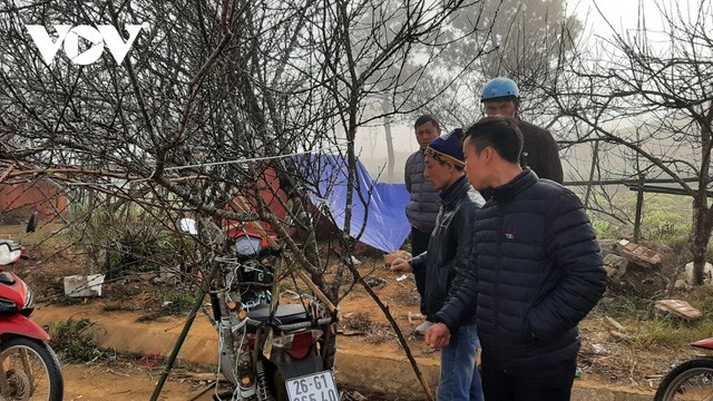 Đ&agrave;o năm nay nở hoa đ&uacute;ng dịp Tết, gi&aacute; ổn định như mọi năm