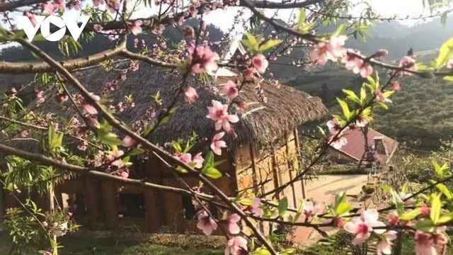 Đ&agrave;o phai 5 c&aacute;nh ở Sơn La được nhiều người y&ecirc;u th&iacute;ch.