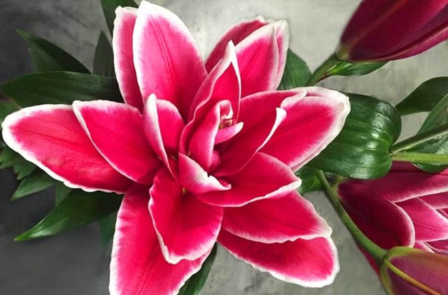 Một giống Lily k&eacute;p được ưa chuộng.