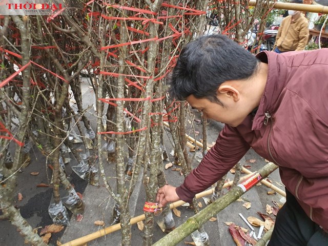 Ngắm những gốc &lsquo;đ&agrave;o rừng c&oacute; tem&rsquo; ở H&agrave; Nội.