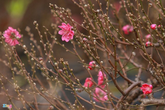 Những gốc đ&agrave;o đặt sẵn trong c&aacute;c chậu đều l&agrave; đ&agrave;o b&iacute;ch nguy&ecirc;n gốc Nhật T&acirc;n, kh&ocirc;ng phải đ&agrave;o rừng nối mắt. Đ&agrave;o b&iacute;ch l&agrave; loại đ&agrave;o c&oacute; hoa m&agrave;u đỏ, t&aacute;n rộng, nở rộ v&agrave; l&agrave; một trong những loại đ&agrave;o y&ecirc;u th&iacute;ch của người d&acirc;n dịp Tết Nguy&ecirc;n đ&aacute;n.