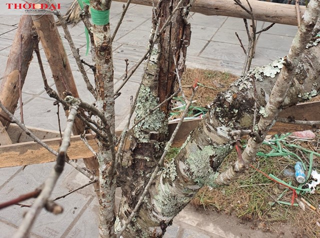 Những gốc đ&agrave;o ở đ&acirc;y đều c&oacute; nhiều lớp r&ecirc;u phong, địa y chứng tỏ tuổi thọ của c&acirc;y c&agrave;ng cao.