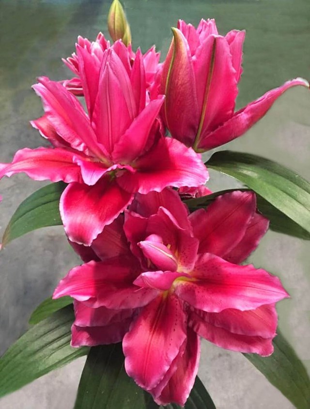 Hoa đỏ h&uacute;t h&agrave;ng nhất.