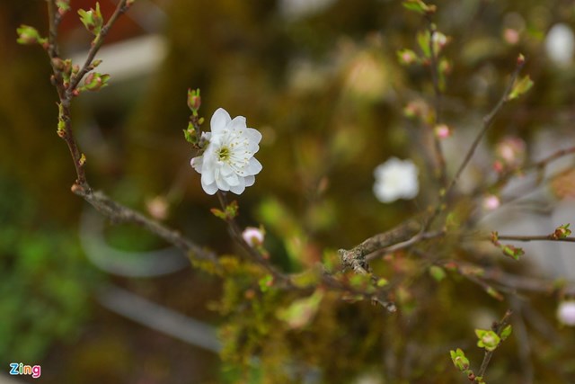 Mai trắng bọc r&ecirc;u ph&aacute;t triển tốt trong thời tiết lạnh, thời gian chơi từ 1-2 th&aacute;ng tuỳ c&aacute;ch chăm s&oacute;c.