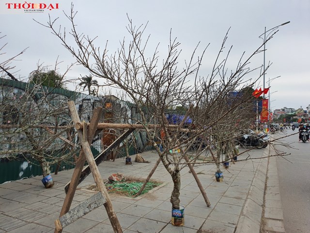 Những c&agrave;nh đ&agrave;o kh&ocirc;ng d&aacute;n tem chứng nhận được b&agrave;y b&aacute;n với gi&aacute; từ 7 triệu - 25 triệu đồng/c&acirc;y tr&ecirc;n đường Nghi T&agrave;m.