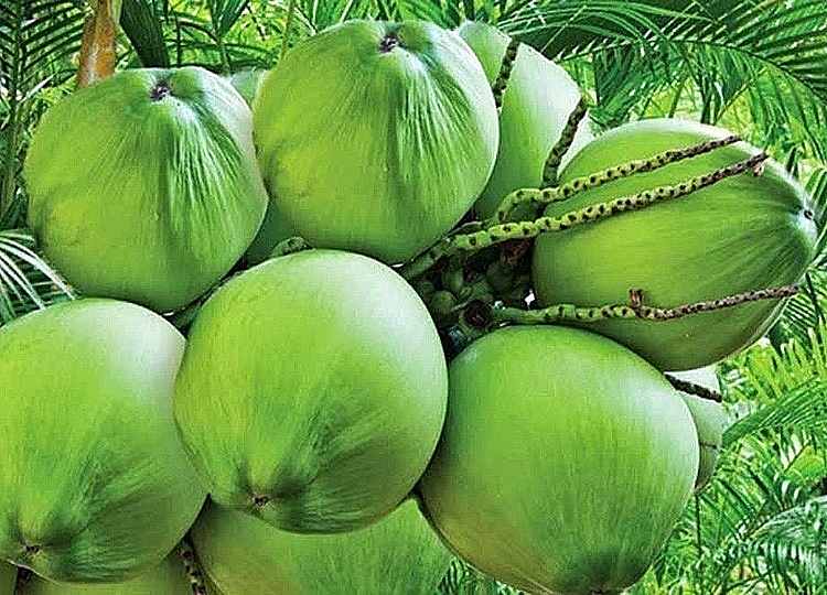Giá dừa tươi đang tăng cao, người dân địa phương rất phấn khởi