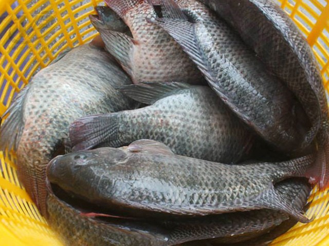Thịt cá rô phi Việt Nam rất tươi ngon, giàu dinh dưỡng. (Ảnh: Internet) Thịt cá rô phi Việt Nam rất tươi ngon, giàu dinh dưỡng. (Ảnh: Internet)