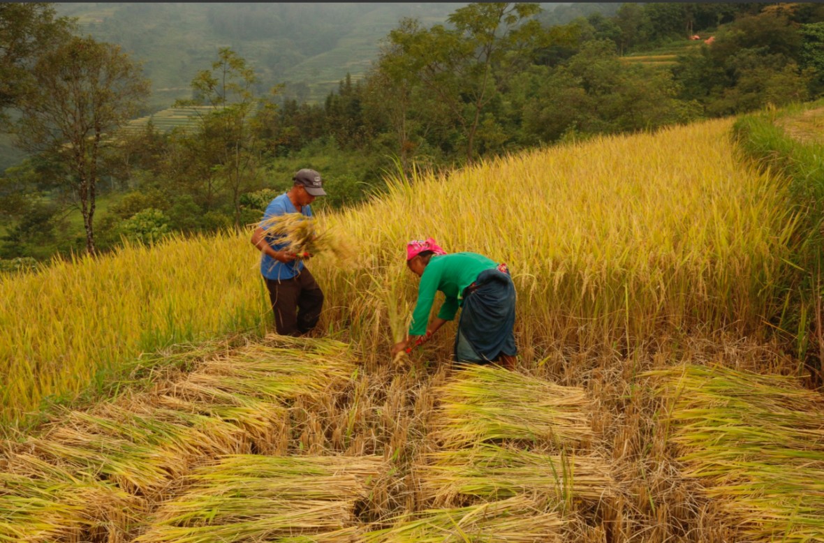 Nông nghiệp 2026: Hướng tới nông thôn hiện đại, nông dân văn minh