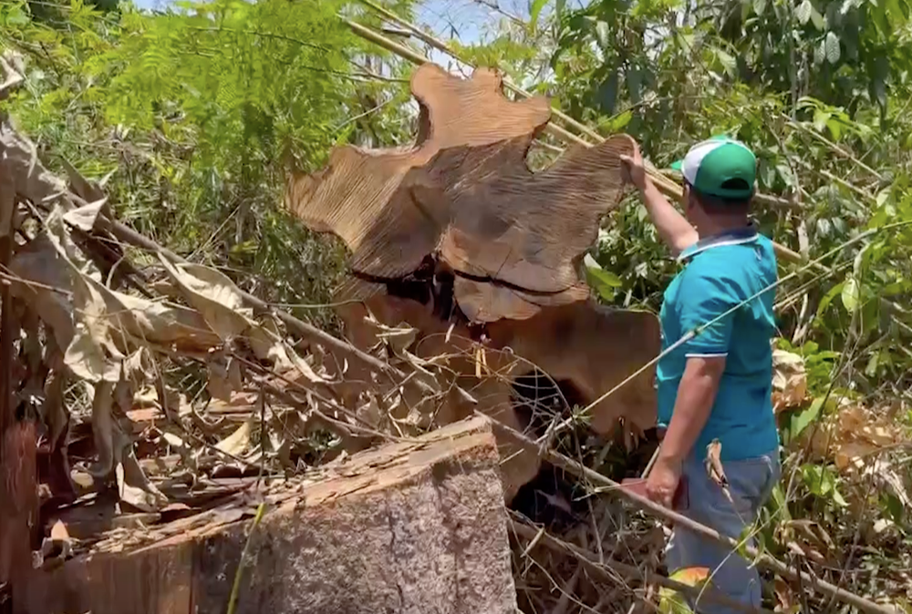 Nhưng cây gỗ lớn bị cưa hạ bỏ lại cả thân, gốc tại hiện trường Nhưng cây gỗ lớn bị cưa hạ bỏ lại cả thân, gốc tại hiện trường