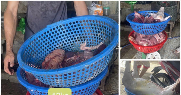 Khởi tố các đối tượng thu mua lợn mắc bệnh để đưa vào giết mổ, tiêu thụ