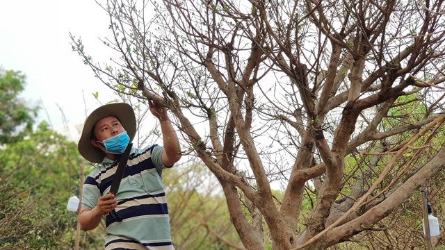 &Ocirc;ng Ph&uacute;c, chủ vườn cho biết đ&acirc;y l&agrave; loại mai 5 c&aacute;nh thuộc dạng hiếm với m&ugrave;i thơm ng&agrave;o ngạt. C&acirc;y cao khoảng 5m với t&aacute;n l&aacute; rộng, được &ocirc;ng mua từ một vườn trồng ở miền T&acirc;y v&agrave; đem về chăm s&oacute;c khoảng 5 th&aacute;ng nay.