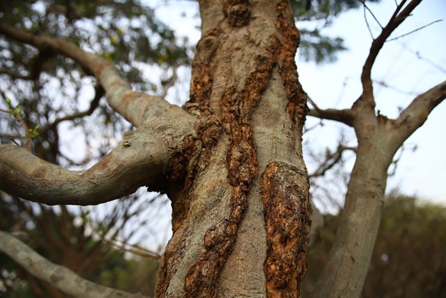 Những cây mai bạc tỷ tại chợ hoa xuân TP HCM - Ảnh 4 Những cây mai bạc tỷ tại chợ hoa xuân TP HCM - Ảnh 4