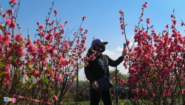 Chị Loan (quận T&acirc;y Hồ) đi khắp vườn, cẩn thận chọn những c&agrave;nh đ&agrave;o c&oacute; nhiều nụ để c&oacute; thể nở v&agrave;o ng&agrave;y Tết. Chị chọn được 3 c&agrave;nh đ&agrave;o với gi&aacute; tổng cộng một triệu đồng.