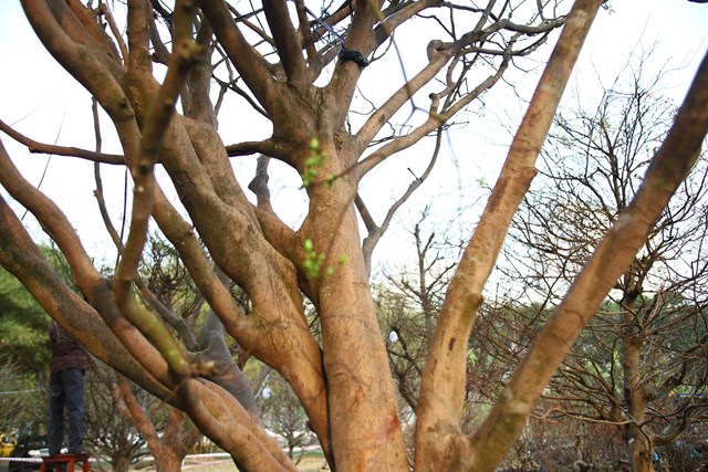 Những cây mai bạc tỷ tại chợ hoa xuân TP HCM - Ảnh 5 Những cây mai bạc tỷ tại chợ hoa xuân TP HCM - Ảnh 5