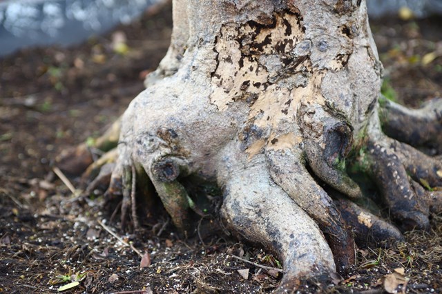 Những cây mai bạc tỷ tại chợ hoa xuân TP HCM - Ảnh 6 Những cây mai bạc tỷ tại chợ hoa xuân TP HCM - Ảnh 6