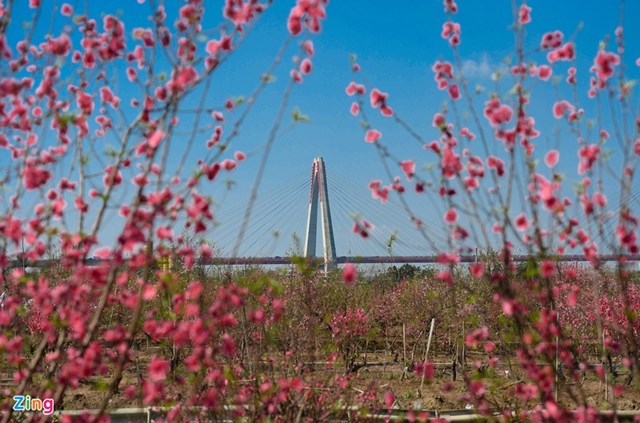 Chiều 29 Tết, nhiều nh&agrave; vườn ở Nhật T&acirc;n (H&agrave; Nội) bị ế h&agrave;ng. Hoa nở đỏ khắp nơi trong khi lượng người đến xem chọn mua rất &iacute;t ỏi.