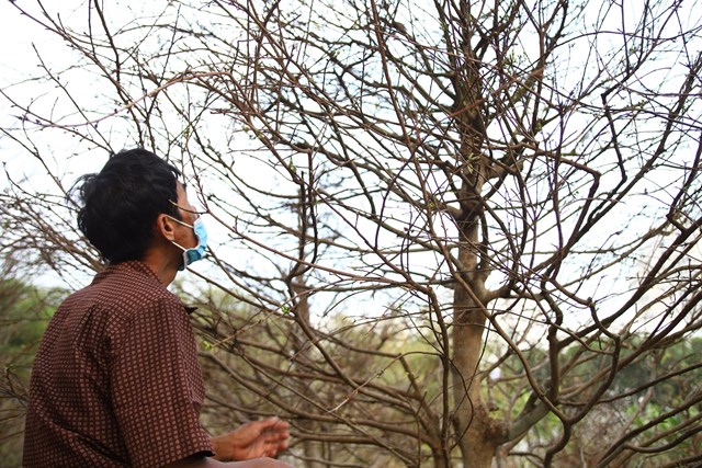 Những cây mai bạc tỷ tại chợ hoa xuân TP HCM - Ảnh 3 Những cây mai bạc tỷ tại chợ hoa xuân TP HCM - Ảnh 3