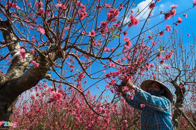 Do thời tiết nắng n&oacute;ng, vườn đ&agrave;o của chị Nguyễn Thị Doan nở hoa sớm, kh&oacute; b&aacute;n. Những gốc đ&agrave;o chưa b&aacute;n được, chị cắt c&agrave;nh dăm để b&aacute;n gỡ &iacute;t tiền, đồng thời dưỡng c&acirc;y cho m&ugrave;a sau. Một c&acirc;y đ&agrave;o gi&aacute; mọi năm l&agrave; 10 triệu đồng, năm nay chị phải cắt c&agrave;nh dăm b&aacute;n 50.000 đồng mỗi b&oacute;, chỉ thu được khoảng 500.000 cho một c&acirc;y.