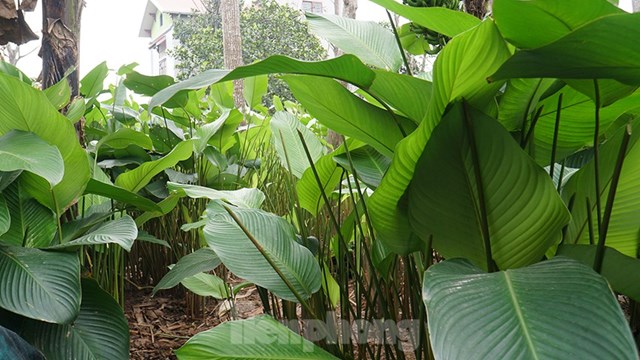 Những ngày bận rộn nhất trong năm của làng lá dong Tràng Cát - Ảnh 2