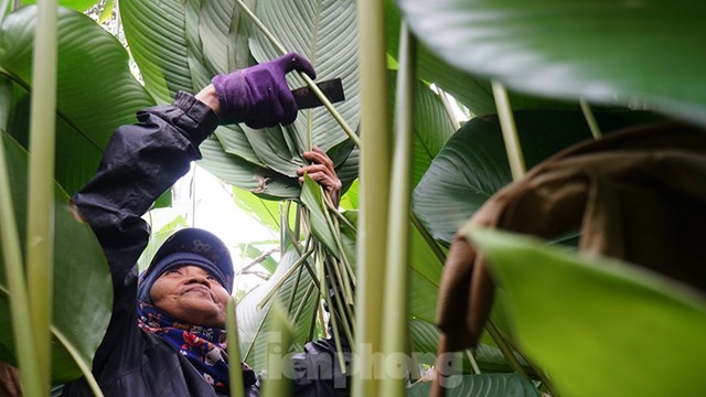 &Ocirc;ng Trịnh Văn Liễu (58 tuổi), một hộ d&acirc;n trồng dong tại Tr&agrave;ng C&aacute;t chia sẻ: 