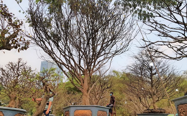 Tại chợ hoa xu&acirc;n Ph&uacute; Mỹ Hưng (quận 7, TP HCM), nh&agrave; vườn Ph&uacute;c Gia rao b&aacute;n một c&acirc;y mai v&agrave;ng được giới thiệu c&oacute; tuổi thọ tr&ecirc;n trăm năm với gi&aacute; 2,5 tỷ đồng. &nbsp;