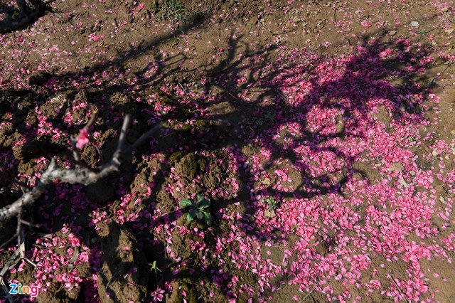 Với những c&acirc;y đ&agrave;o kh&ocirc;ng b&aacute;n được, chủ vườn phải cắt c&agrave;nh để dưỡng cho m&ugrave;a sau. Những c&aacute;nh hoa rụng đầy dưới gốc.