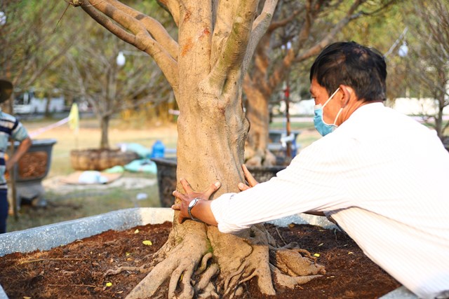 Người chủ vườn l&yacute; giải, c&acirc;y mai cổ c&oacute; gốc lớn, đế đẹp, d&aacute;ng bề thế, thuộc dạng hiếm c&oacute; v&agrave; kh&oacute; t&igrave;m bởi lo&agrave;i c&acirc;y n&agrave;y sinh trưởng kh&aacute; chậm, kh&ocirc;ng dễ để c&oacute; một c&aacute;i gốc bằng 4 - 5 gang b&agrave;n tay người &ocirc;m.