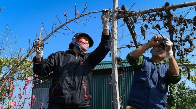 &Ocirc;ng Hạnh, người chuy&ecirc;n trồng đ&agrave;o b&aacute;n c&agrave;nh, cho biết lượng kh&aacute;ch mua năm nay giảm khoảng 20% so với năm ngo&aacute;i. Vườn nh&agrave; &ocirc;ng trồng 500 c&agrave;nh, đ&atilde; b&aacute;n khoảng 400 c&agrave;nh, hầu hết kh&aacute;ch đ&atilde; chọn mua sớm để chọn c&agrave;nh đẹp. C&ograve;n lại những c&agrave;nh ở vườn, vợ &ocirc;ng cắt c&agrave;nh dăm để b&aacute;n cho kh&aacute;ch mua cắm b&igrave;nh nhỏ, b&agrave;n thờ.