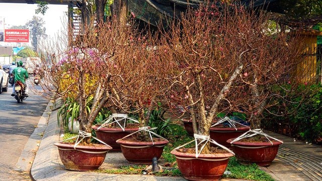 Đ&agrave;o tết được b&agrave;y b&aacute;n tr&ecirc;n đường Ho&agrave;ng Văn Thụ, quận T&acirc;n B&igrave;nh, TP.HCM chiều 6-2 - Ảnh: Gia Tiến