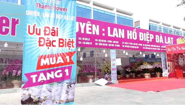 Vốn l&agrave; loại hoa đắt đỏ được ưa chuộng dịp tết, lan hồ điệp Đ&agrave; Lạt cũng tung khuyến m&atilde;i - Ảnh: Dương Liễu