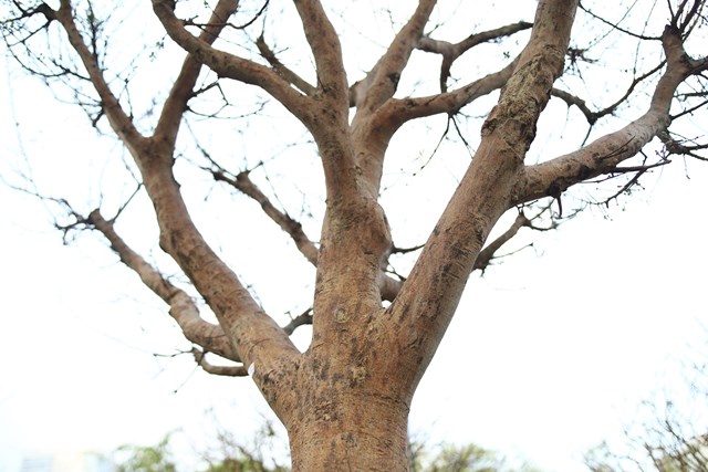 &Ocirc;ng Ph&uacute;c n&oacute;i c&acirc;y mai gi&aacute; trị cao n&ecirc;n &ocirc;ng chỉ b&aacute;n chứ kh&ocirc;ng cho thu&ecirc; như c&aacute;c loại kh&aacute;c. &nbsp;