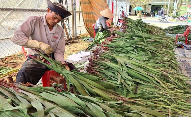 Gi&aacute; hoa lay ơn tại l&agrave;ng hoa Lay ơn Hiệp An (Đức Trọng) đang nh&iacute;ch dần, sau khi được c&aacute;c địa phương c&ugrave;ng giải cứu