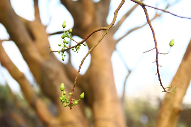 Mai vàng cổ được rao bán 2,5 tỷ đồng - Ảnh 2