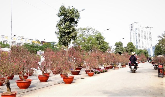 Ảnh hưởng của Covid-19 khiến chợ hoa đ&igrave;u hiu - Ảnh: Dương Liễu