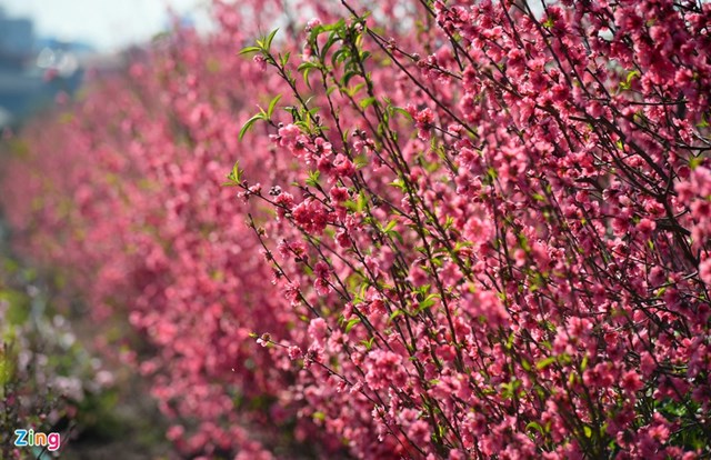 Những vườn trồng đ&agrave;o thế, đ&agrave;o cổ thụ ế nhiều hơn cả. Nhiều luống đ&agrave;o vẫn gần như c&ograve;n nguy&ecirc;n. Người trồng để mặc những b&ocirc;ng hoa nở bung v&agrave;o dịp cận Tết.