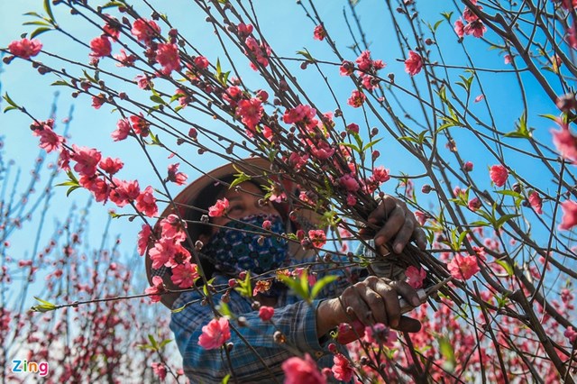 &ldquo;Năm nay t&ocirc;i c&oacute; vườn nở sớm n&ecirc;n c&ocirc;ng sức một năm chăm s&oacute;c bị lỗ. C&ograve;n lại c&aacute;c vườn chưa nở th&igrave; người mua cũng kh&ocirc;ng nhiều. V&igrave; đ&agrave;o c&acirc;y gi&aacute; cao n&ecirc;n kh&oacute; b&aacute;n hơn đ&agrave;o c&agrave;nh