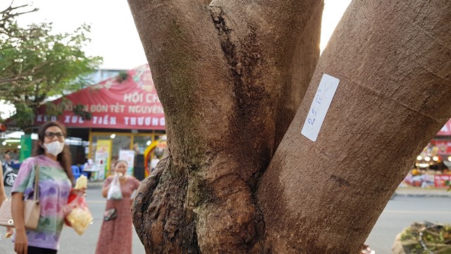 &Ocirc;ng Ph&uacute;c đ&atilde; nu&ocirc;i c&acirc;y trong chậu ngay từ khi mua về bằng chế độ chăm s&oacute;c khắt khe v&agrave; chỉn chu. Người chủ vườn kể lại mỗi ng&agrave;y, &ocirc;ng phải tưới nước cho c&acirc;y một lần, cứ 10 ng&agrave;y phải b&oacute;n ph&acirc;n, xịt thuốc trị&nbsp;nhện đỏ, nấm hồng... &nbsp;