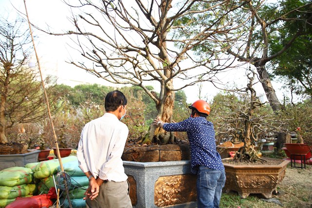 Nhiều kh&aacute;ch tới thăm quan, hỏi mua đều đưa tay ướm thử gốc mai. Mỗi gốc rộng tới 4 - 5 b&agrave;n tay &ocirc;m.