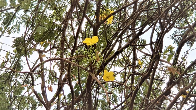 T&aacute;n c&acirc;y lớn, c&oacute; nhiều nụ v&agrave; hoa. Hoa mai v&agrave;ng 5 c&aacute;nh đ&atilde; thi thoảng bung nở, c&ograve;n lại nụ vẫn c&ograve;n e ấp. &nbsp;