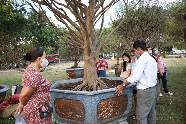 C&acirc;y mai cổ thu h&uacute;t nhiều người quan t&acirc;m v&igrave; h&igrave;nh d&aacute;ng cao lớn v&agrave; bề thế. Đặc biệt, nhiều du kh&aacute;ch tỏ ra bất ngờ khi biết đến gi&aacute; rao b&aacute;n 2,5 tỷ đồng bởi đ&acirc;y được xem l&agrave; mức cao nhất tại chợ hoa xu&acirc;n Ph&uacute; Mỹ Hưng ở thời điểm n&agrave;y, trong một m&ugrave;a dịch bệnh v&agrave; năm kinh tế nhiều kh&oacute; khăn.