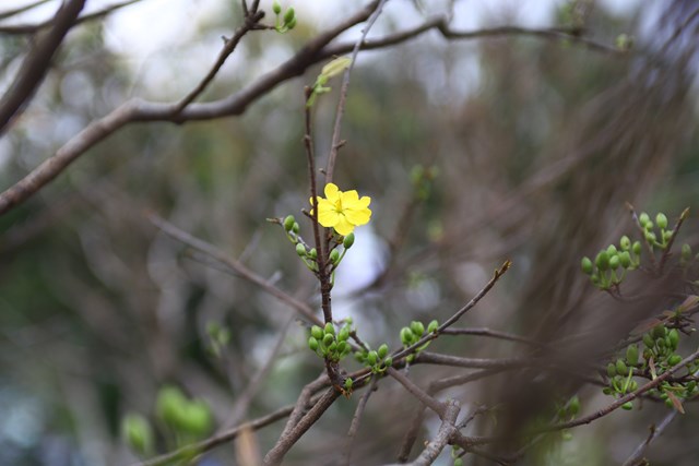 C&acirc;y mai c&uacute;c duy nhất trong vườn bắt đầu bung nở, gi&aacute; giới thiệu gần 1 tỷ đồng.&nbsp; &nbsp;