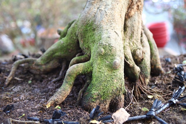 Gốc mai lớn, thế đẹp... cũng l&agrave; 