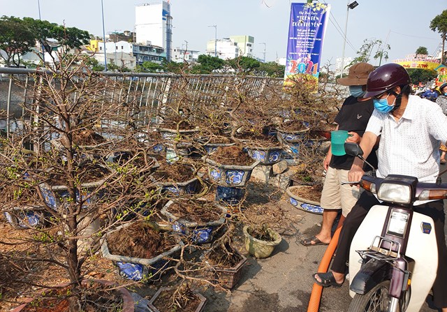 Mai B&igrave;nh Định được b&agrave;y b&aacute;n tại Bến B&igrave;nh Đ&ocirc;ng (Q.8) - Ảnh: N.Tr&iacute;