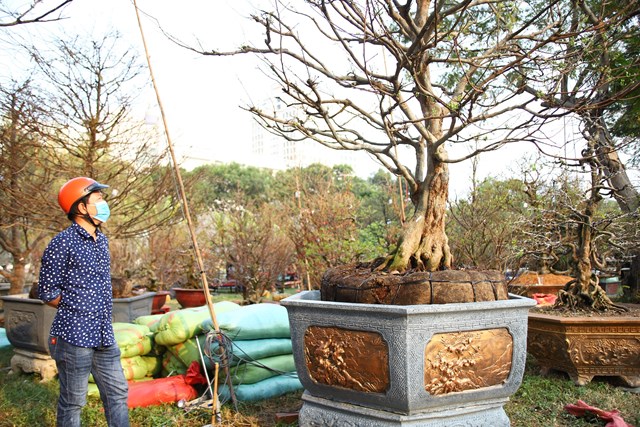 Gi&aacute; b&aacute;n c&acirc;y mai n&agrave;y được chủ vườn giới thiệu gi&aacute; 1,1 tỷ đồng. &nbsp;