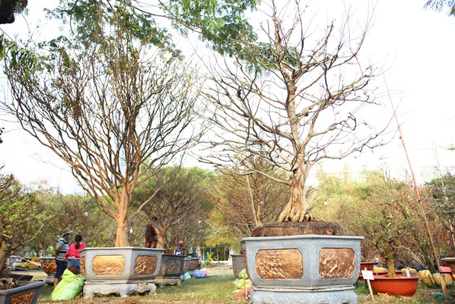 Những cây mai bạc tỷ tại chợ hoa xuân TP HCM - Ảnh 1 Những cây mai bạc tỷ tại chợ hoa xuân TP HCM - Ảnh 1