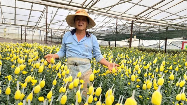 &Ocirc;ng Nguyễn Đ&igrave;nh Mỹ giữa vườn hoa c&uacute;c lưới nở rộ