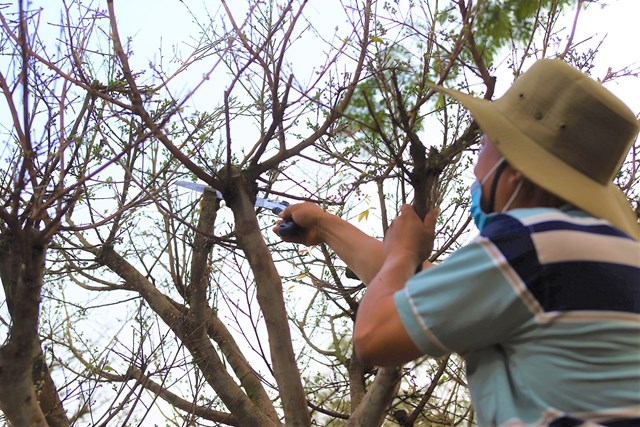 Những cây mai bạc tỷ tại chợ hoa xuân TP HCM - Ảnh 7 Những cây mai bạc tỷ tại chợ hoa xuân TP HCM - Ảnh 7
